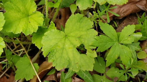 Tellima grandiflora (Fringecup) (alternate view 3)