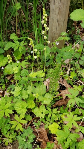 Tellima grandiflora (Fringecup) (alternate view 4)