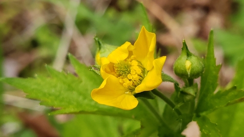 Geum macrophyllum (large-leaved avens)
