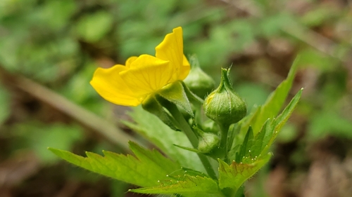 Geum macrophyllum (large-leaved avens)