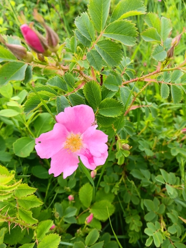 Rosa arkansana (prairie rose) (alternate view 5)