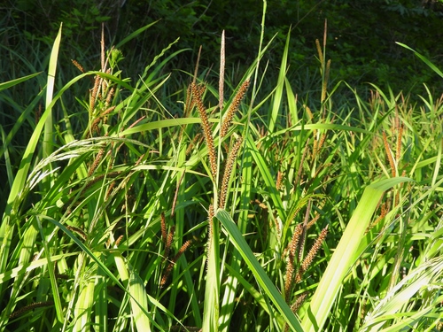 Carex amplifolia (Bigleaf Sedge) (alternate view 3)
