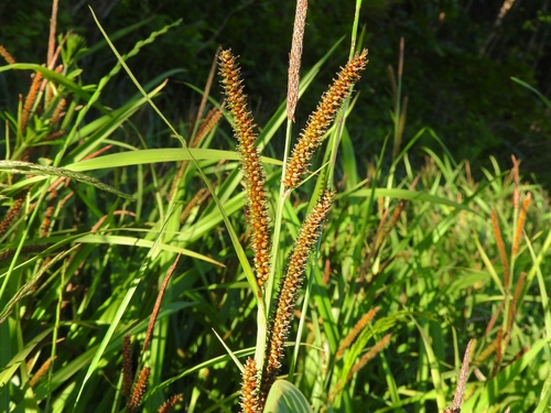 Carex amplifolia (Bigleaf Sedge) (alternate view 2)