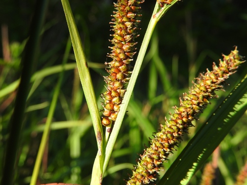 Carex amplifolia (Bigleaf Sedge)