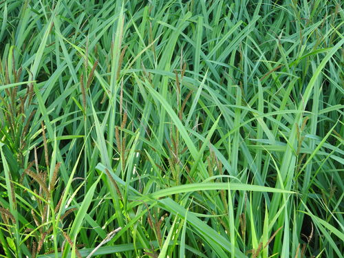 Carex amplifolia (Bigleaf Sedge) (alternate view 5)