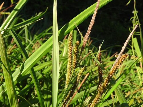 Carex amplifolia (Bigleaf Sedge) (alternate view 4)