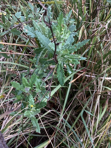 Senecio glomeratus (Cutleaf burnweed)