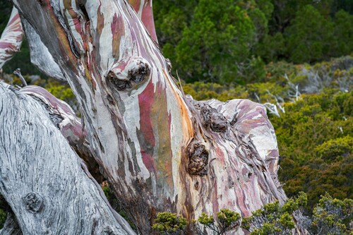 Eucalyptus coccifera (Tasmanian Snow Gum) (alternate view 5)