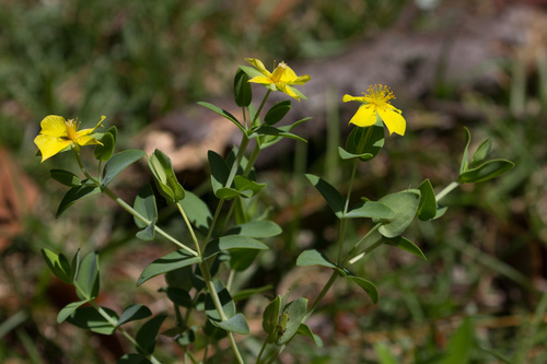 Hypericum tetrapetalum (fourpetal St. Johnswort) (alternate view 3)