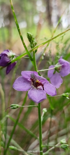 Verbascum phoeniceum (purple verbascum) (alternate view 4)