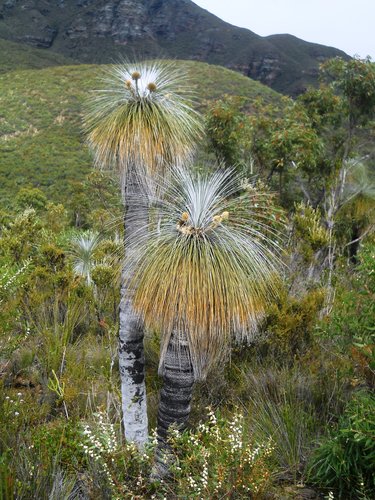 Kingia australis (bullanock) (alternate view 2)