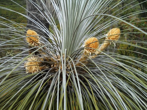 Kingia australis (bullanock) (alternate view 3)