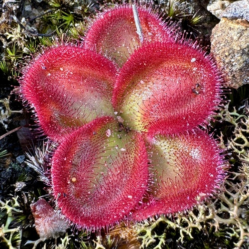 Drosera collina (alternate view 5)