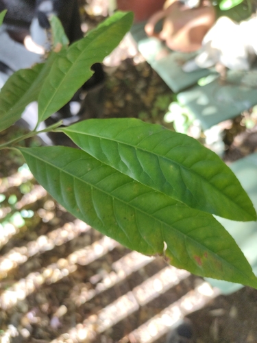 Elaeocarpus grandis (blue quandong) (alternate view 4)