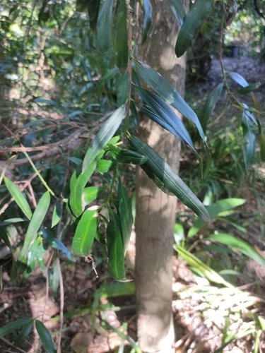 Podocarpus elatus (Plum Pine) (alternate view 6)