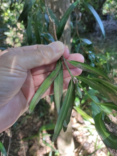 Podocarpus elatus (Plum Pine) (alternate view 7)