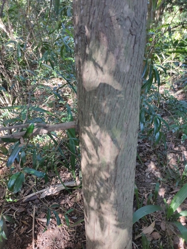Podocarpus elatus (Plum Pine) (alternate view 8)