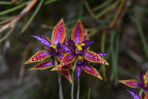 Thelymitra (Sun Orchids)