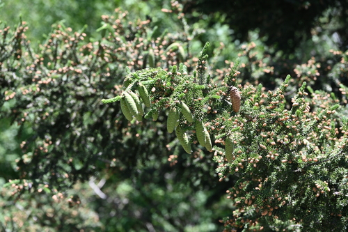 Picea meyeri (Meyer Spruce) (alternate view 4)