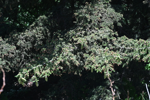 Picea meyeri (Meyer Spruce) (alternate view 5)
