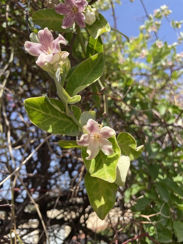Araujia sericifera (Moth Vine) (alternate view 4)