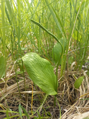 Ophioglossum vulgatum (southern adder's-tongue)