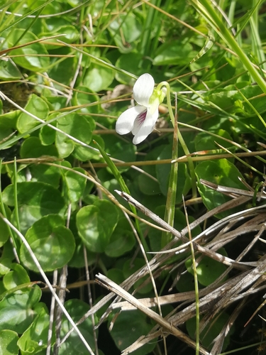 Viola palustris (Marsh Violet) (alternate view 6)