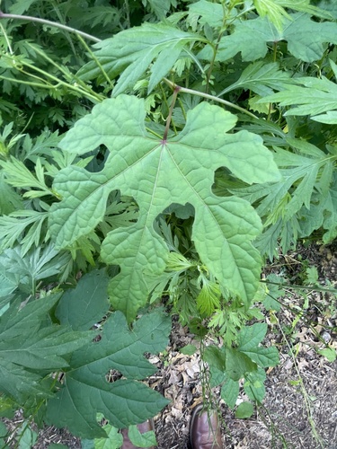Vitis aestivalis (summer grape) (alternate view 5)