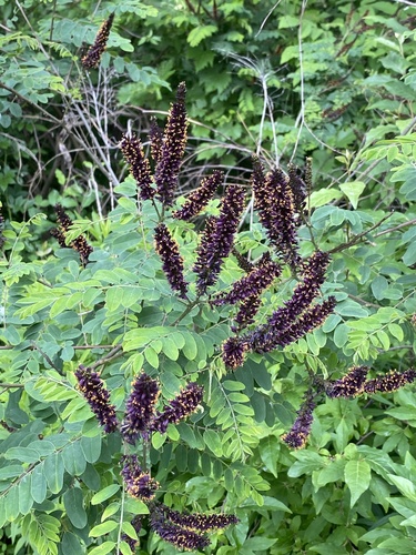 Amorpha fruticosa (false indigo bush)