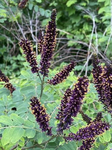 Amorpha fruticosa (false indigo bush)