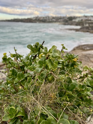 Coprosma repens (Taupata)