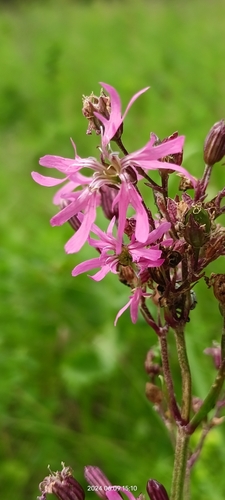 Silene flos-cuculi (ragged-robin)