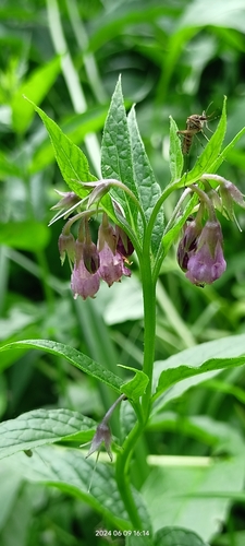 Symphytum officinale (common comfrey)