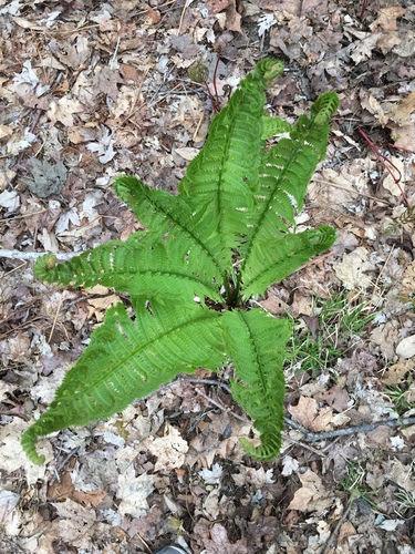 Matteuccia struthiopteris (Ostrich Fern)