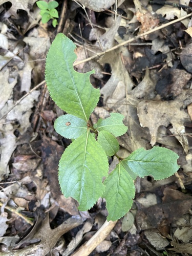Viburnum rufidulum (Rusty Blackhaw) (alternate view 4)