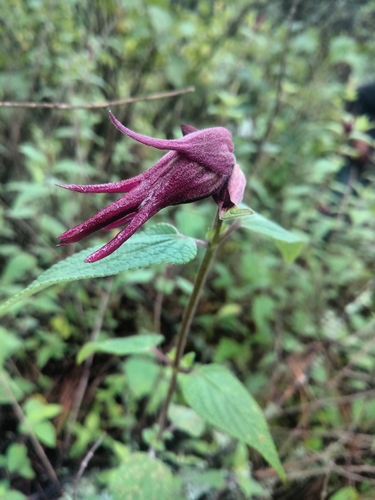 Salvia fulgens (cardinal sage)