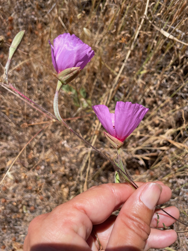 Clarkia rubicunda (ruby chalice clarkia) (alternate view 4)