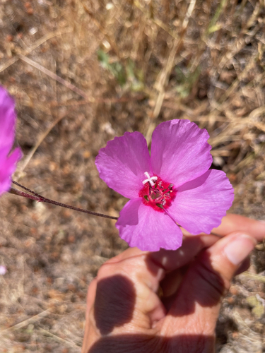 Clarkia rubicunda (ruby chalice clarkia) (alternate view 3)