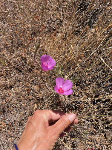 Clarkia rubicunda (ruby chalice clarkia) (alternate view 2)