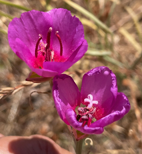 Clarkia rubicunda (ruby chalice clarkia)