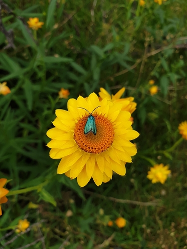 Xerochrysum bracteatum (Golden Everlasting) (alternate view 6)
