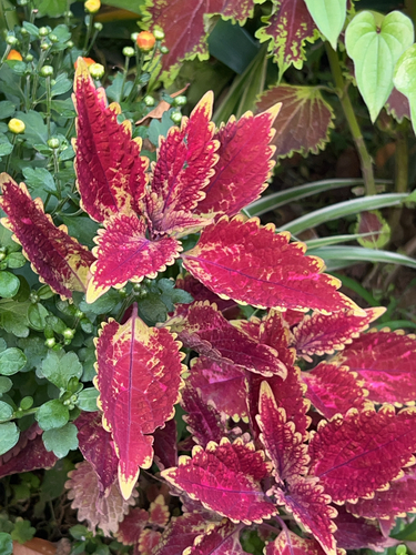 Coleus scutellarioides (Coleus)