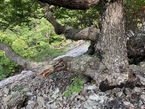 Betula lenta (sweet birch) (alternate view 3)