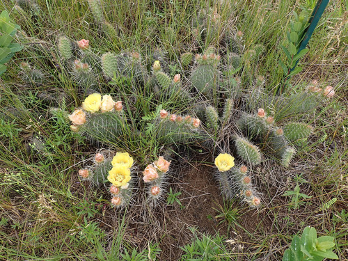 Opuntia polyacantha (Plains Pricklypear)