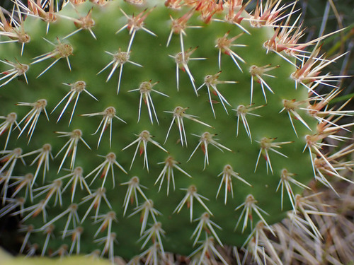 Opuntia polyacantha (Plains Pricklypear)