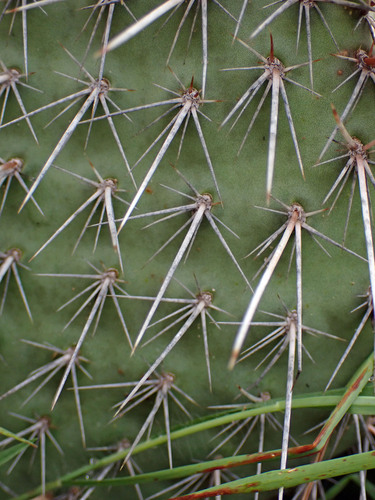 Opuntia polyacantha (Plains Pricklypear)