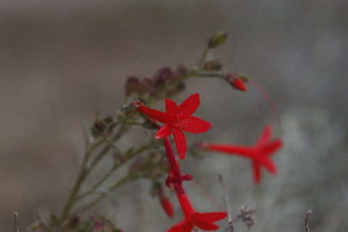 Ipomopsis aggregata (Scarlet Gilia) (alternate view 8)