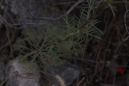 Ipomopsis aggregata (Scarlet Gilia) (alternate view 10)