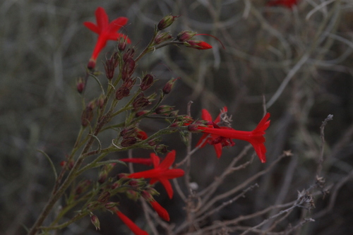 Ipomopsis aggregata (Scarlet Gilia) (alternate view 9)