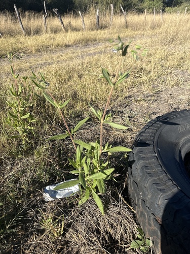 Trichodesma zeylanicum (camel bush)